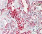 ANXA2 / Annexin A2 Antibody (aa121-141)